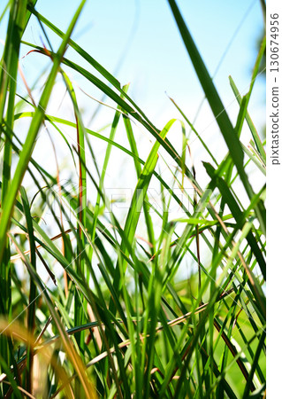 夏草 夏草 130674956