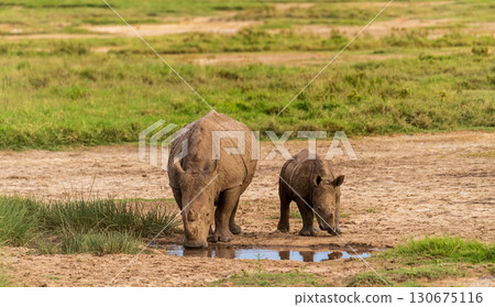 White Rhino with her young White Rhino with her young 130675116