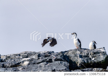 An Antarctic Shag at Mikkelsen Harbour An Antarctic Shag at Mikkelsen Harbour 130675118