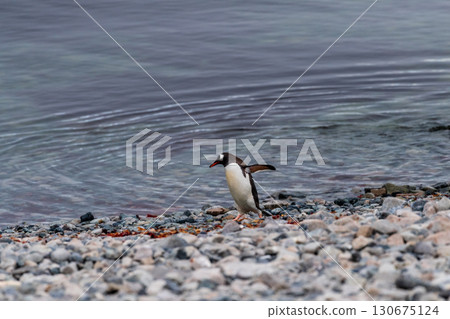 Gentoo Penguin colony on Cuverville island Gentoo Penguin colony on Cuverville island 130675124