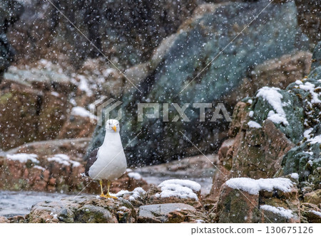 Close-up of a Kelp Gull 130675126