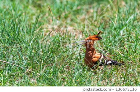Eurasian Hoopoe in Kenya 130675130
