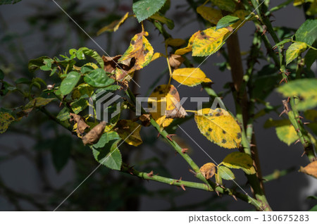 Black spot occurs on yellow rose leaves. Black spot is a fungal disease (Diplocarpon rosae) that affects roses. 130675283