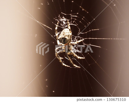 與圓蛛有血緣關係的蜘蛛 130675310