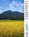 Rice fields in early autumn at the southern foot of Mount Tsukuba 130675671