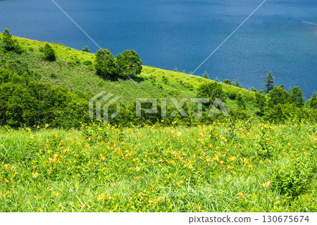 Daylilies blooming on the shores of Lake Nozori 130675674