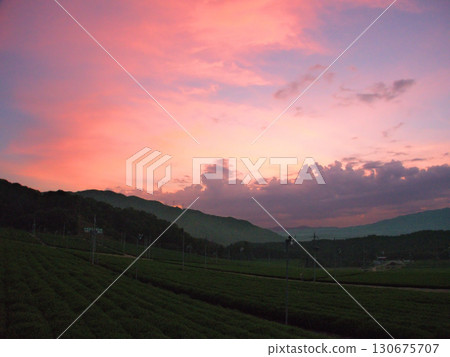 Morning glow over the tea fields of Ujitawara Town in southern Kyoto Prefecture 130675707