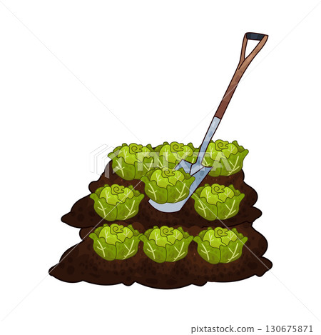 illustration of shovel digging cabbage 130675871