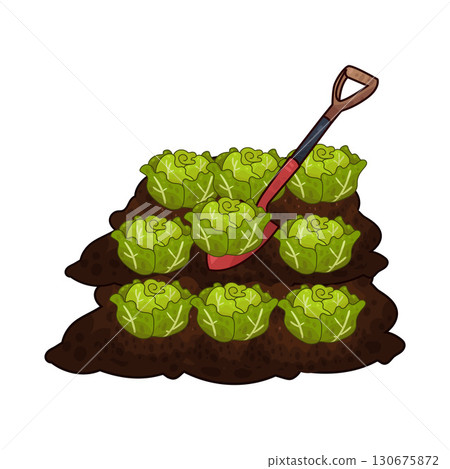 illustration of shovel digging cabbage illustration of shovel digging cabbage 130675872