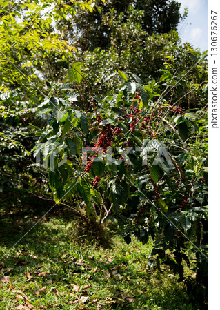 Farmer concept harvest fruit ripe coffee seed robusta arabica berry close up fresh green leaf bean picking orange crop red yellow berries raw plant tree farm growth blur background eco organic garden Farmer concept harvest fruit ripe coffee seed robusta arabica berry close up fresh green leaf bean picking orange crop red yellow berries raw plant tree farm growth blur background eco organic garden 130676267