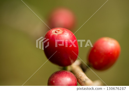 Farmer concept harvest fruit ripe coffee seed robusta arabica berry close up fresh green leaf bean picking orange crop red yellow berries raw plant tree farm growth blur background eco organic garden Farmer concept harvest fruit ripe coffee seed robusta arabica berry close up fresh green leaf bean picking orange crop red yellow berries raw plant tree farm growth blur background eco organic garden 130676287