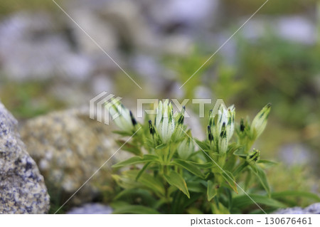 A rare alpine plant, the Japanese lily of the valley, blooms from the gaps in the rocks of Mt. Kisokoma. 130676461