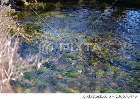 Clear streams of melting snow from Mount Fuji Clear streams of melting snow from Mount Fuji 130676470