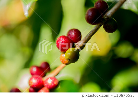 Farmer concept harvest fruit ripe coffee seed robusta arabica berry close up fresh green leaf bean picking orange crop red yellow berries raw plant tree farm growth blur background eco organic garden 130676553