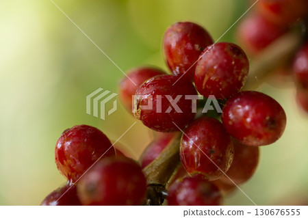 Farmer concept harvest fruit ripe coffee seed robusta arabica berry close up fresh green leaf bean picking orange crop red yellow berries raw plant tree farm growth blur background eco organic garden 130676555