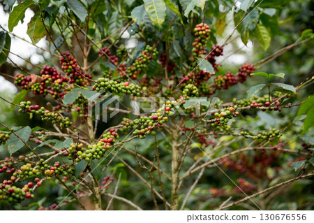Farmer concept harvest fruit ripe coffee seed robusta arabica berry close up fresh green leaf bean picking orange crop red yellow berries raw plant tree farm growth blur background eco organic garden 130676556