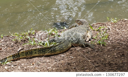 曼谷倫披尼公園的巨蜥(水生野生動物) 曼谷倫披尼公園的巨蜥(水生野生動物) 130677297
