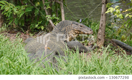 Monitor lizard (aquatic wildlife) in Lumpini Park, Bangkok 130677298