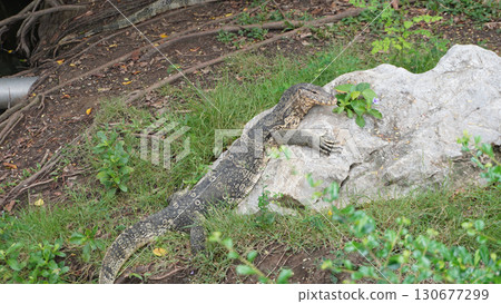 曼谷倫披尼公園的巨蜥(水生野生動物) 曼谷倫披尼公園的巨蜥(水生野生動物) 130677299