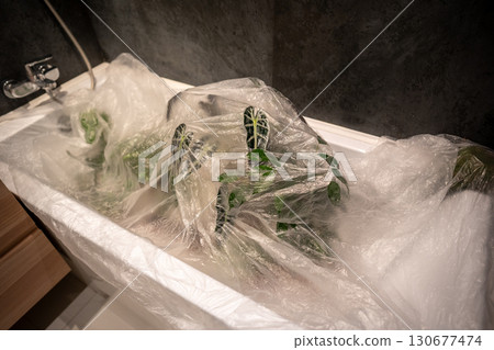 Treating houseplants with insecticide to kill spider mites in bath, above view. Plant care.  130677474