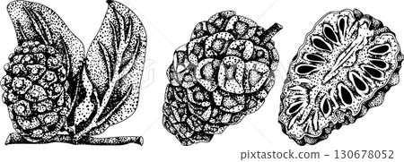 Detailed engraving noni fruits,Indian mulberry, great morinda. Detailed engraving noni fruits,Indian mulberry, great morinda. 130678052
