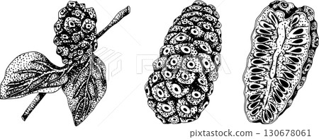 Detailed engraving noni fruits,Indian mulberry, great morinda. 130678061