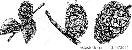 Detailed engraving noni fruits,Indian mulberry, great morinda. 130678065