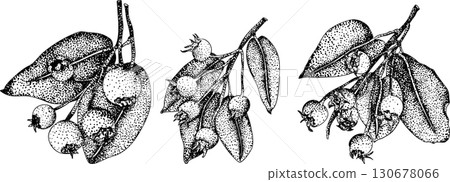 Set of illustrations featuring serviceberry, saskatoon clusters, flowers, and single berries. Set of illustrations featuring serviceberry, saskatoon clusters, flowers, and single berries. 130678066