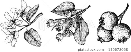 Set of illustrations featuring serviceberry, saskatoon clusters, flowers, and single berries. 130678068