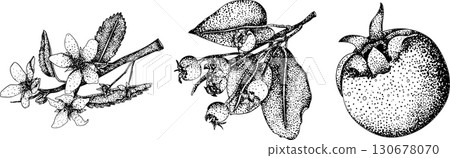 Set of illustrations featuring serviceberry, saskatoon clusters, flowers, and single berries. Set of illustrations featuring serviceberry, saskatoon clusters, flowers, and single berries. 130678070
