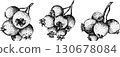 Set of illustrations featuring serviceberry, saskatoon clusters, flowers, and single berries. 130678084