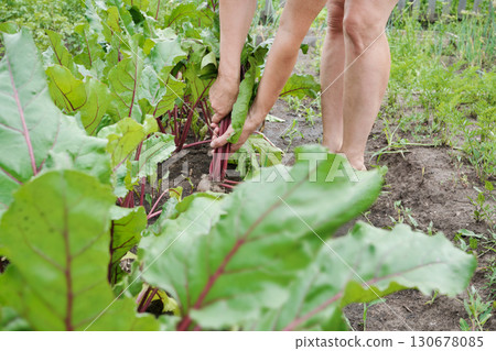 Mature woman harvesting beets close-up Mature woman harvesting beets close-up 130678085