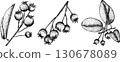 Set of illustrations featuring serviceberry, saskatoon clusters, flowers, and single berries. 130678089