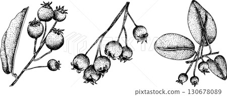 Set of illustrations featuring serviceberry, saskatoon clusters, flowers, and single berries. Set of illustrations featuring serviceberry, saskatoon clusters, flowers, and single berries. 130678089