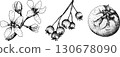 Set of illustrations featuring serviceberry, saskatoon clusters, flowers, and single berries. 130678090