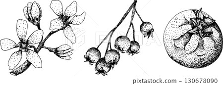 Set of illustrations featuring serviceberry, saskatoon clusters, flowers, and single berries. Set of illustrations featuring serviceberry, saskatoon clusters, flowers, and single berries. 130678090