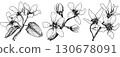 Set of illustrations featuring serviceberry, saskatoon clusters, flowers, and single berries. 130678091