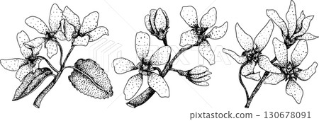 Set of illustrations featuring serviceberry, saskatoon clusters, flowers, and single berries. Set of illustrations featuring serviceberry, saskatoon clusters, flowers, and single berries. 130678091