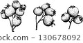 Set of illustrations featuring serviceberry, saskatoon clusters, flowers, and single berries. 130678092