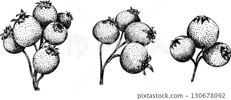 Set of illustrations featuring serviceberry, saskatoon clusters, flowers, and single berries. Set of illustrations featuring serviceberry, saskatoon clusters, flowers, and single berries. 130678092
