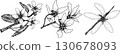 Set of illustrations featuring serviceberry, saskatoon clusters, flowers, and single berries. 130678093