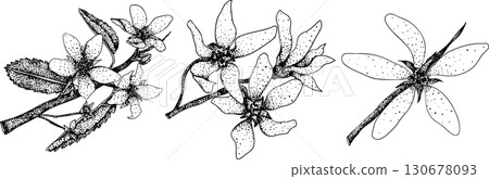Set of illustrations featuring serviceberry, saskatoon clusters, flowers, and single berries. Set of illustrations featuring serviceberry, saskatoon clusters, flowers, and single berries. 130678093