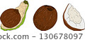 Vector colored illustrations of coconuts. Perfect for tropical for food themed designs.  130678097