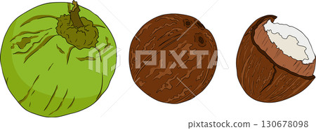 Vector colored illustrations of coconuts. Perfect for tropical for food themed designs. Vector colored illustrations of coconuts. Perfect for tropical for food themed designs. 130678098