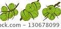 Vector colored illustrations of coconuts. Perfect for tropical for food themed designs.  130678099