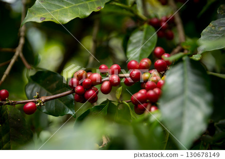 Farmer concept harvest fruit ripe coffee seed robusta arabica berry close up fresh green leaf bean picking orange crop red yellow berries raw plant tree farm growth blur background eco organic garden Farmer concept harvest fruit ripe coffee seed robusta arabica berry close up fresh green leaf bean picking orange crop red yellow berries raw plant tree farm growth blur background eco organic garden 130678149
