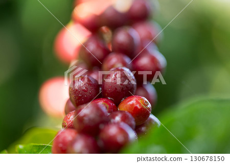 Farmer concept harvest fruit ripe coffee seed robusta arabica berry close up fresh green leaf bean picking orange crop red yellow berries raw plant tree farm growth blur background eco organic garden 130678150