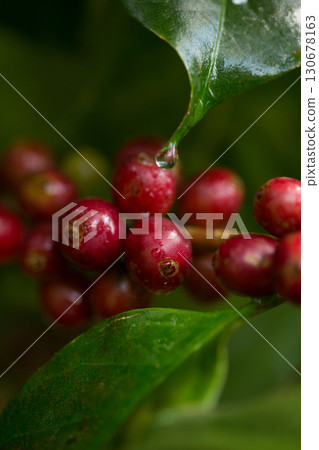 Farmer concept harvest fruit ripe coffee seed robusta arabica berry close up fresh green leaf bean picking orange crop red yellow berries raw plant tree farm growth blur background eco organic garden 130678163
