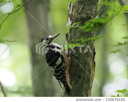 A great spotted woodpecker pecking at a tree trunk A great spotted woodpecker pecking at a tree trunk 130678188