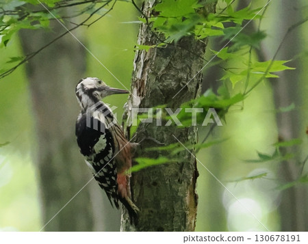 A great spotted woodpecker pecking at a tree trunk 130678191